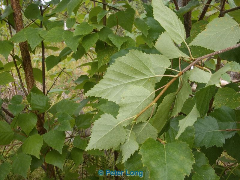 pict0747.jpg