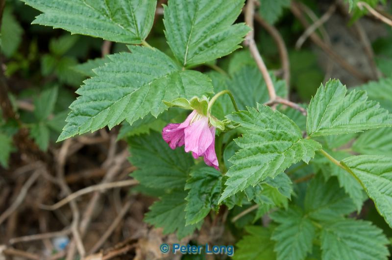 dsc_2540.jpg