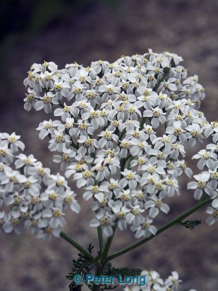 0000195_p_353.jpg