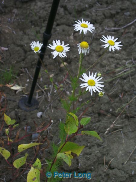 0000885_p1100.jpg
