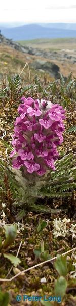0026189_p4111.jpg