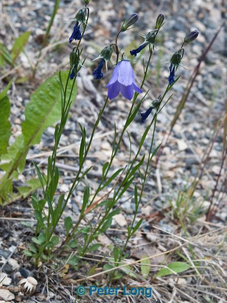 dsc_3606.jpg