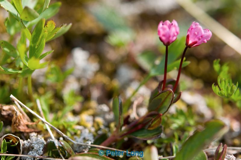 dsc_4213.jpg