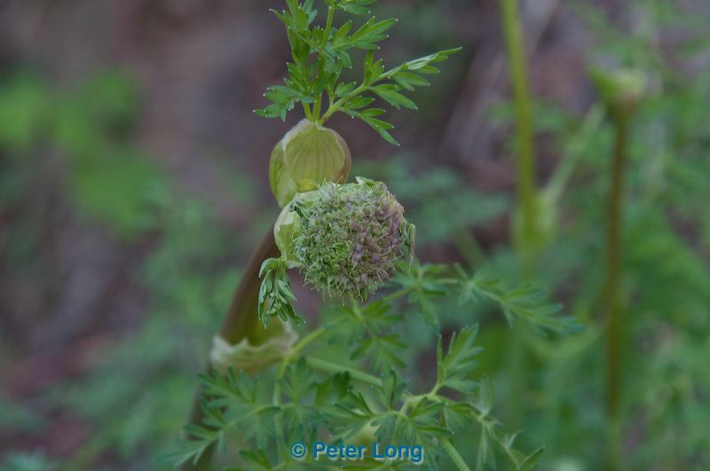dsc_9055.jpg