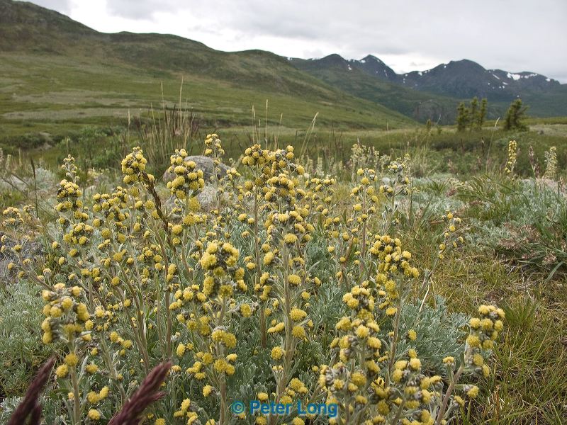 pict8537.jpg