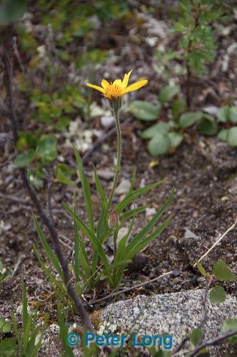 dsc_4621.jpg