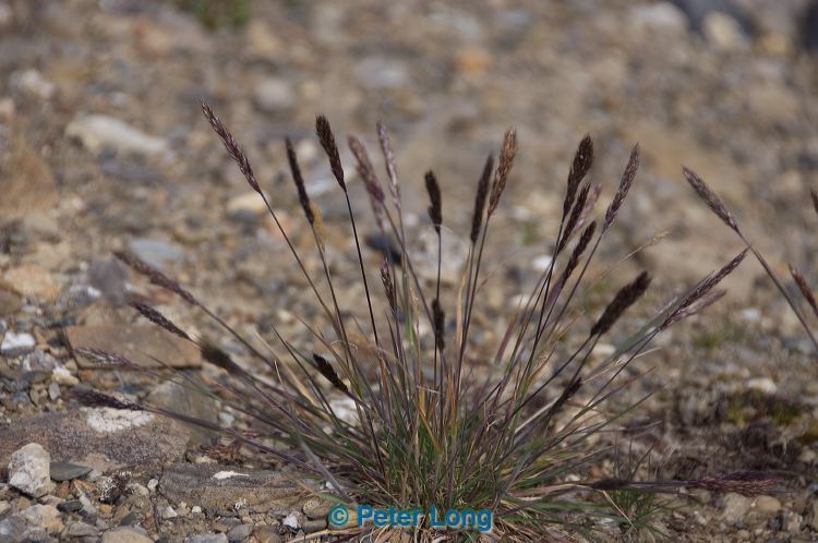 dsc_4648.jpg