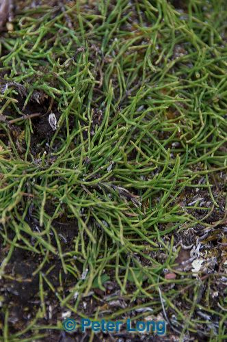 dsc_4781.jpg