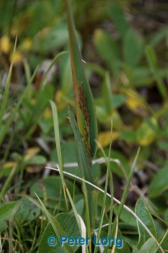 dsc_5268.jpg