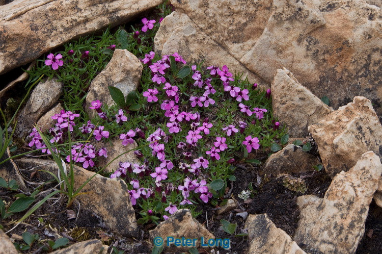dsc_6215.jpg