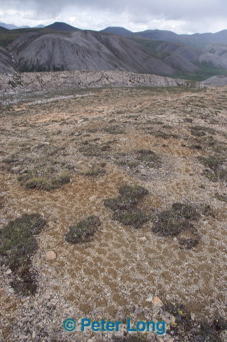dsc_6217.jpg