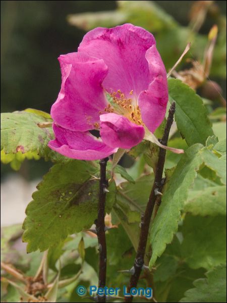 pict9946.jpg