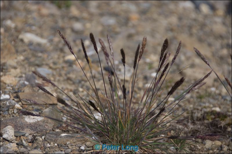 dsc_4648.jpg