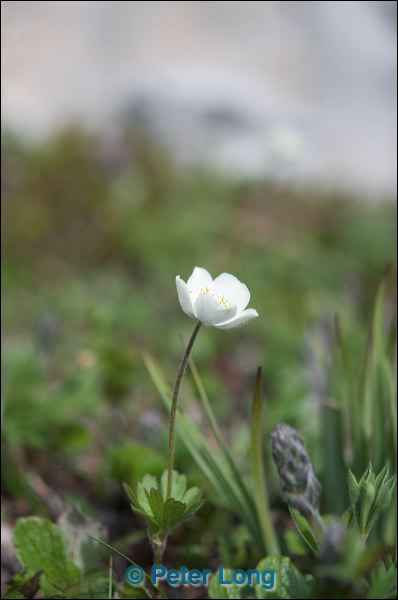 dsc_0965.jpg