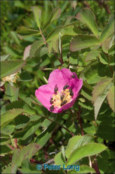 dsc_1827.jpg