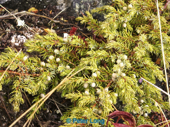 0001040_p1289.jpg