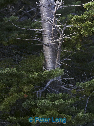 0001456_p1812.jpg