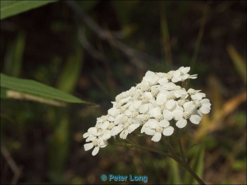 pict0436.jpg