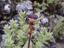 0008573_p6558
