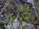 0008686_p6676