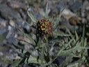 0009428_p7544