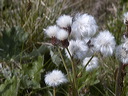 0009577_p7709