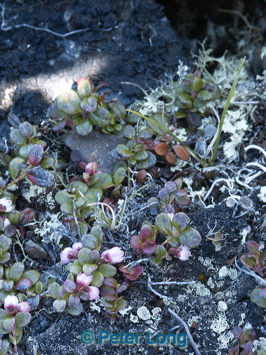 0009411_p7526.jpg