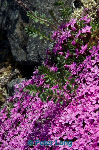 dsc_8819.jpg