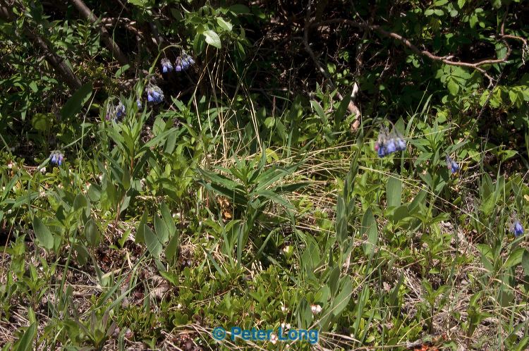 dsc_9733.jpg