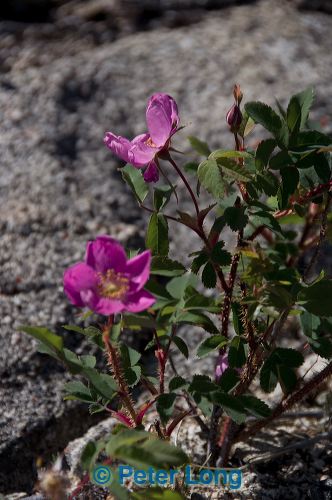 dsc_9787.jpg
