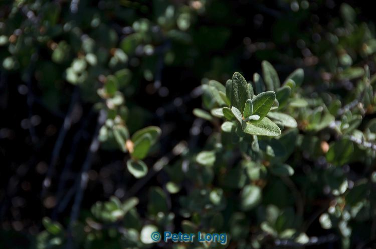 dsc_9819.jpg