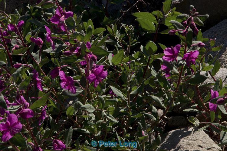 dsc_9878.jpg