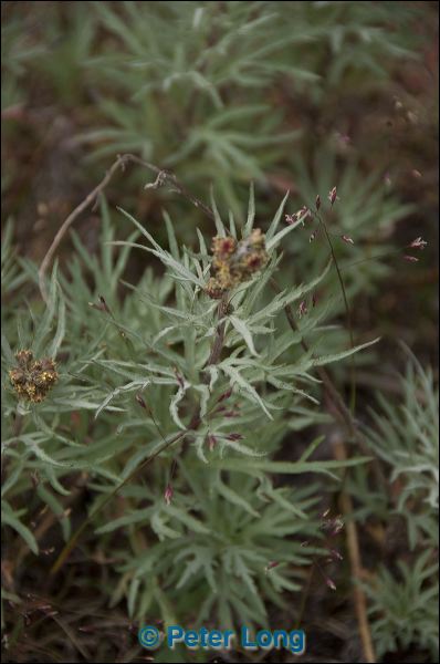 dsc_5668.jpg