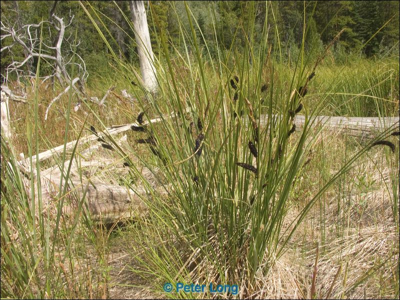 pict0262.jpg