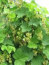 img_1591