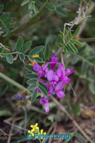 dsc_7982.jpg