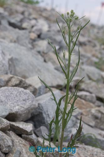 dsc_8204.jpg