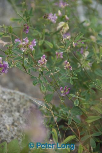 dsc_8250.jpg