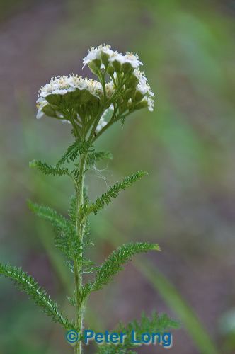 dsc_8342.jpg