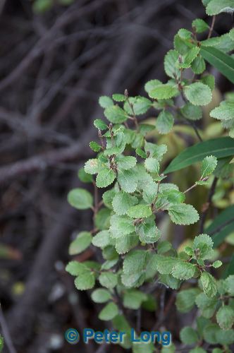dsc_8396.jpg