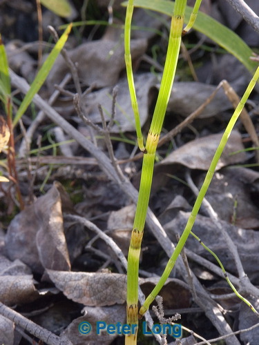 0035337_p6395.jpg