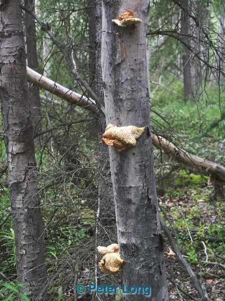 0000220_p_131.jpg