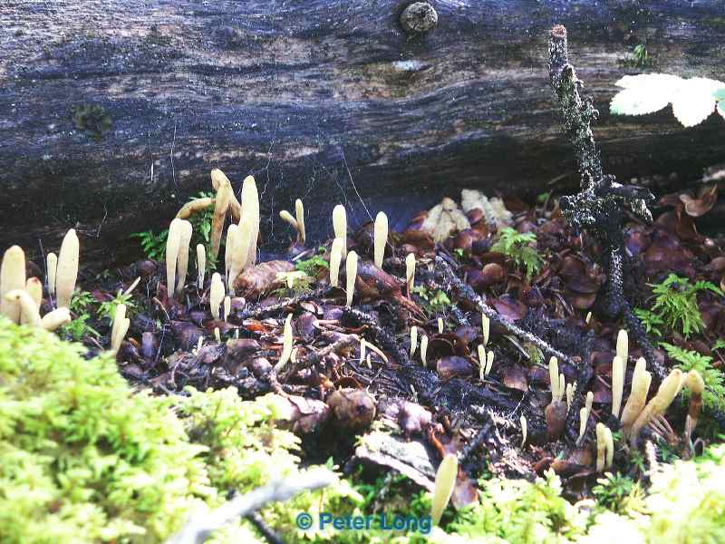 0000309_p_414.jpg