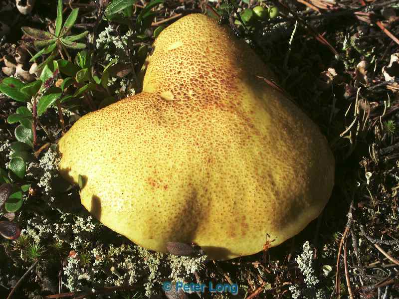 0000327_p_447.jpg
