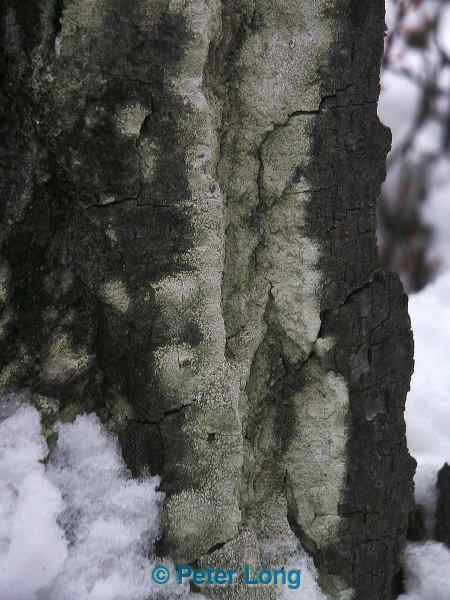 0001993_p2875.jpg
