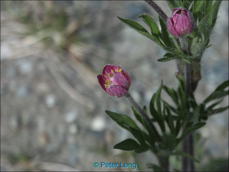 0016053_p5039.jpg