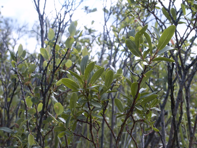 0009205_p7293.jpg