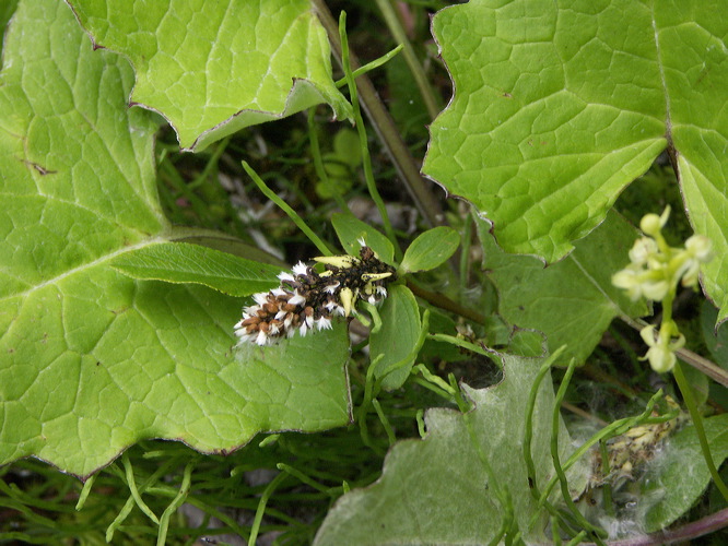 0016962_p2356.jpg