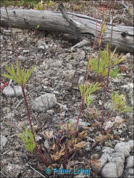 pict0888.jpg