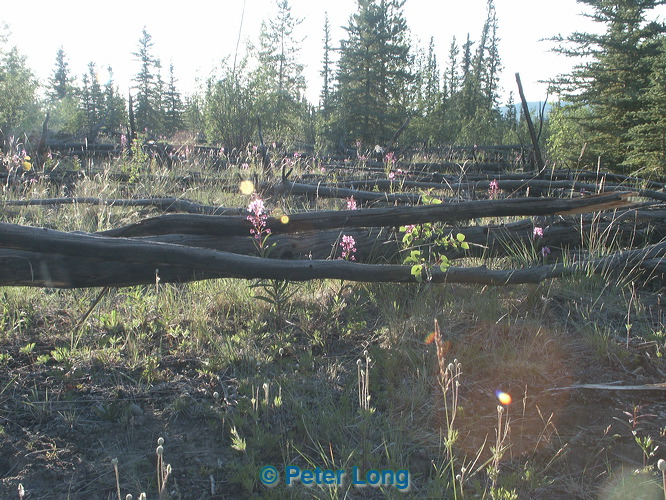 0009034_p7086x.jpg